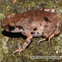 Phát hiện loài ếch mới ở bán đảo Sơn Trà