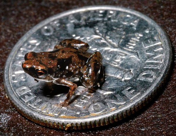 Phát hiện loài ếch nhỏ bằng nửa chiếc kẹo