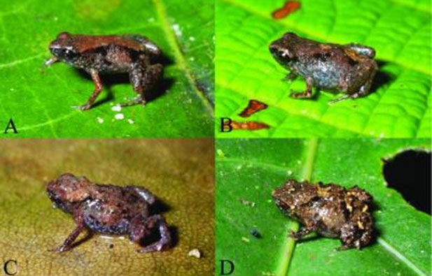 Phát hiện loài ếch nhỏ nhất thế giới