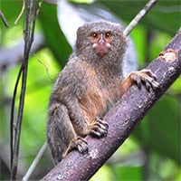 Phát hiện loài khỉ nhỏ nhất thế giới