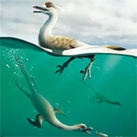 Phát hiện loài khủng long giống chim cánh cụt lai ngỗng