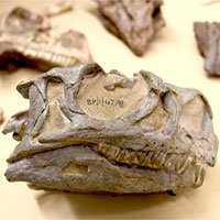 Phát hiện loài khủng long mới tại Nam Phi