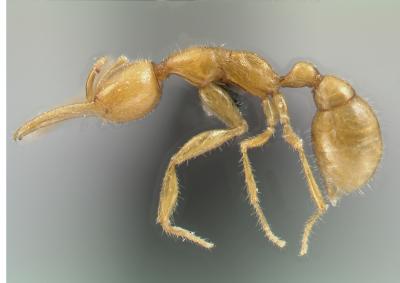 Phát hiện loài kiến mới ở Amazon