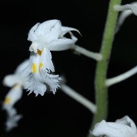 Phát hiện loài lan mới ở Khánh Hòa