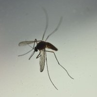 Phát hiện loài muỗi thường cũng có thể truyền virus Zika
