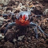Phát hiện loài nhện có răng nanh đỏ như máu ở Úc
