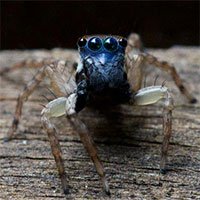 Phát hiện loài nhện nhảy mặt xanh tí hon mới ở Úc