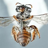Phát hiện loài ong mới kỳ lạ có miệng giống chó