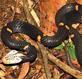 Phát hiện loài rắn độc mới ở Việt Nam