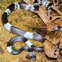 Phát hiện loài rắn khuyết Đài Loan hiếm gặp ở Hà Tĩnh và Ninh Bình