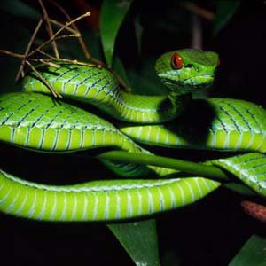 Phát hiện loài rắn lục có đôi mắt “hồng ngọc” ở Việt Nam