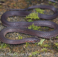 Phát hiện loài rắn mới trên đỉnh núi Fansipan