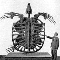 Phát hiện loài rùa biển cổ đại còn to lớn hơn cả một cái ô tô