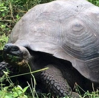 Phát hiện loài rùa khổng lồ mới trên đảo Galapagos