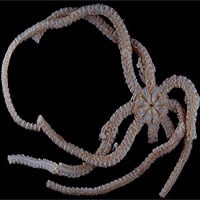 Phát hiện loài sao biển đuôi rắn có hàm răng quái vật