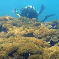 Phát hiện loài tảo bí ẩn tại rạn san hô ở Hawaii