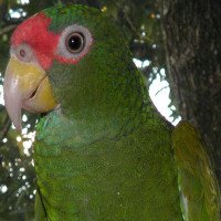 Phát hiện loài vẹt mới ở Mexico, đầu đội 
