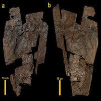 Phát hiện mảnh da khủng long hóa thạch lớn nhất từ trước tới nay