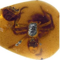 Phát hiện mẹ con đàn nhện nguyên vẹn trong miếng hổ phách 99 triệu năm