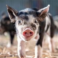 Phát hiện mới gây choáng váng: Lợn có thể thở bằng 
