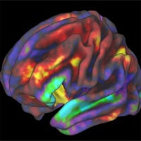 Phát hiện mới: Não phân tích dữ liệu theo hai cách khác nhau khi ở hai trạng thái đứng và nằm