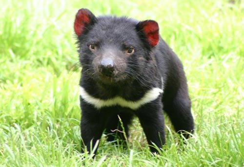 Phát hiện mới ngăn Tasmanian Devil tuyệt chủng