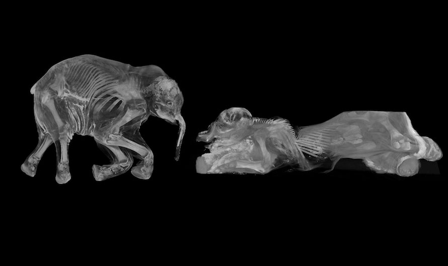Phát hiện mới từ hóa thạch hai con voi ma mút