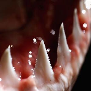 Phát hiện mới từ răng của cá mập