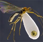 Phát hiện mới về loài côn trùng ký sinh 