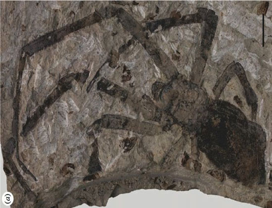Phát hiện một hóa thạch nhện lớn chưa từng thấy