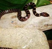 Phát hiện một loài rắn khuyết mới ở Lào