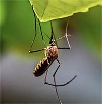 Phát hiện muỗi mang đột biến kháng thuốc diệt côn trùng tại Việt Nam và Campuchia