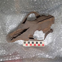 Phát hiện nghĩa địa xương động vật từ kỷ Băng hà tại Anh