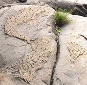Phát hiện phiến đá nổi lên hình ảnh về bản đồ Việt Nam