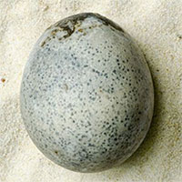 Phát hiện quả trứng gà 1.700 năm tuổi còn nguyên vẹn