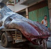 Phát hiện quái vật biển kỳ dị ở Trung Quốc