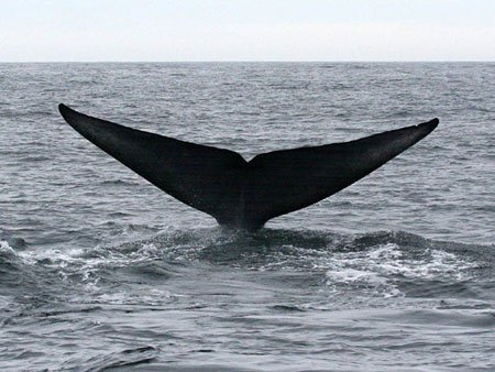 Phát hiện quần thể cá voi nhỏ nhất thế giới