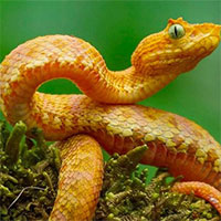 Phát hiện ra 5 loài rắn lục mới dựa vào vết cắn