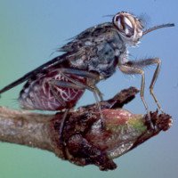Phát hiện ra cơ chế hút, truyền bệnh chết người của ruồi xê xê