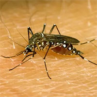 Phát hiện ra cơ chế khác lạ khiến muỗi luôn 
