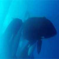 Phát hiện ra hình ảnh hiếm về loài cá voi sát thủ bí ẩn
