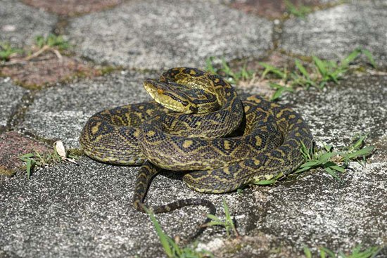 Phát hiện rắn dài nhất thế giới ở Nhật Bản
