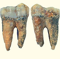 Phát hiện răng loài vượn khổng lồ thời tiền sử tại Thanh Hóa