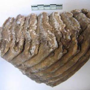 Phát hiện răng voi hóa thạch ở Thái Nguyên