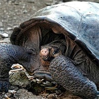Phát hiện rùa khổng lồ đã tuyệt chủng một thế kỷ trước tại Ecuador