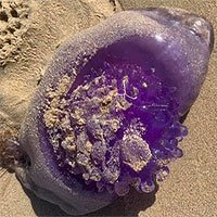 Phát hiện sinh vật biển sâu màu tím cực hiếm trôi dạt bờ biển Úc
