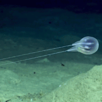 Phát hiện sinh vật có xúc tua kỳ dị dưới đáy biển