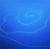 Phát hiện sinh vật dài nhất hành tinh ở ngoài khơi Tây Australia