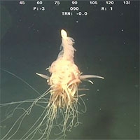 Phát hiện sinh vật kì lạ dưới biển sâu 1.300m