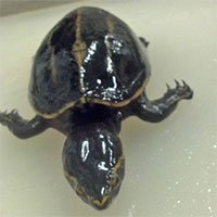 Phát hiện thần kỳ về chú rùa sống trong dạ dày cá vược miệng lớn